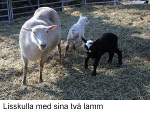Lisskulla -17.jpg